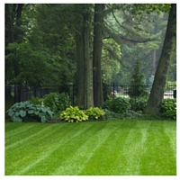 How to Guide:  Spring Lawn Care
